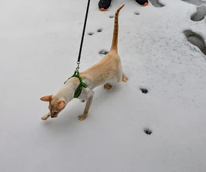 cat in snow.jpg
