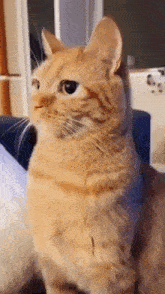 IMG_0887.gif