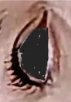 Screenshot_20250218_133931_Gallery.jpg