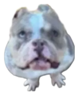 BackgroundEraser_20250219_074719127.png