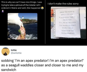 apex predator.jpg