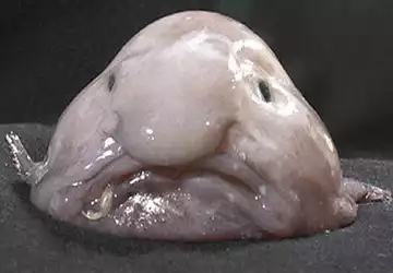 blobfish122way_custom-a3030e92603efd785cae64ed0720bc4fb5cb85eb.jpg