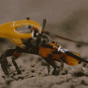 FiddlerontheReef.gif