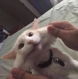 1740118029004.jpeg