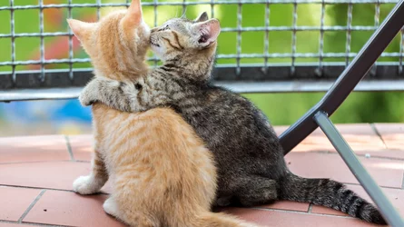 cat-hug-11.jpg
