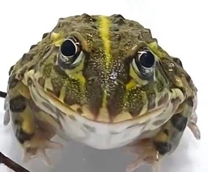 frog.jpg