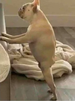 destiny in dog form.jpg