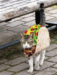 softtacocat.jpg