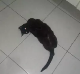 1740273417965.png