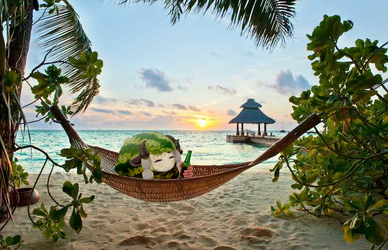 Comfy Watamelon in a hammock on the beach in Maldives.jpg