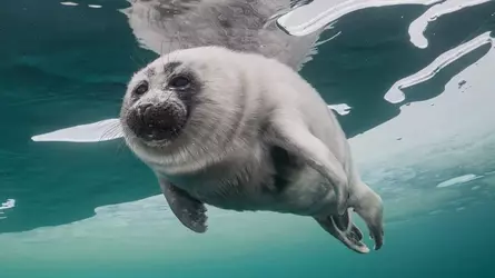 baikal-seals-239.webp