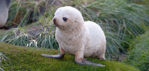 header-antarctic-fur-seals.jpg