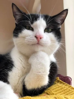 thinking cat 4.jpg