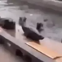 seal-rocking.webp