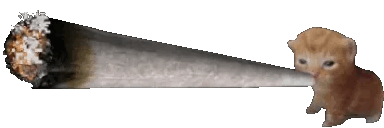 weed kitty.gif