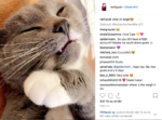 cat.png