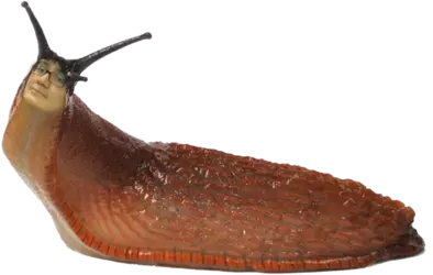 maldslug.png
