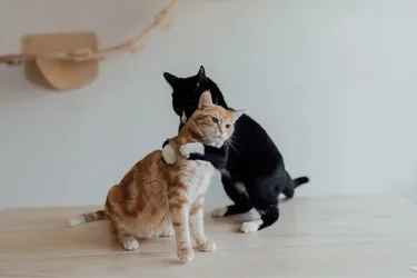 cat.jpg