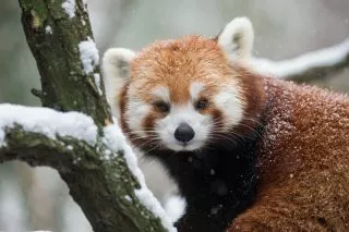 red panda.jpg