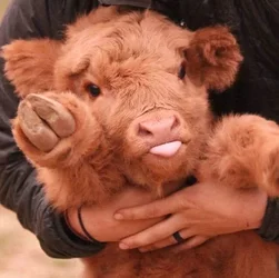 cow.jpg