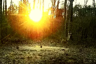 deer sun gold.png