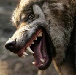 wolf joker.jpg