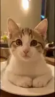 cat-cake-cutaway.webp