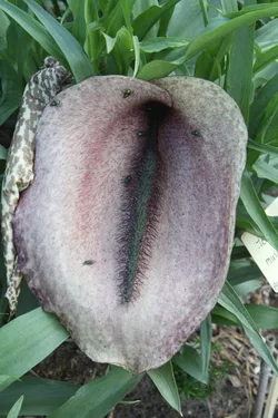 Helicodiceros-muscivorus-in-flower-with-flies-683x1024[1].jpg