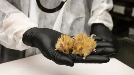 241214-colossal-mice-finals-35-copy.webp