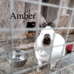 amber.png