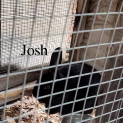 Josh.png