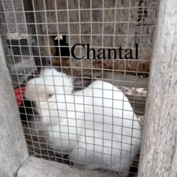 chantal.png