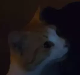 1741208932687.png