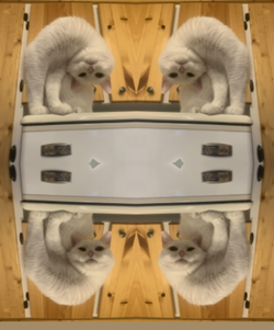catception.jpg
