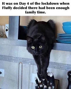 Black-Cat-Meme-11.jpg