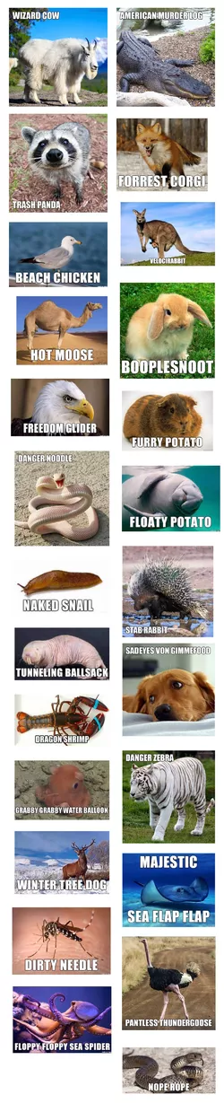 Piklopedia.jpg