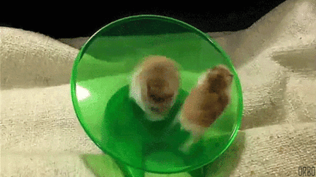 hamsters.gif
