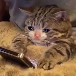 sadcat_blanket.jpg