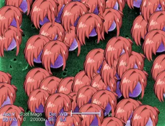 mitsu aaaaaa.png