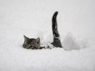 kitten in snow.jpg