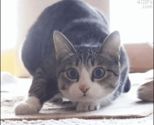gip1234123y.gif