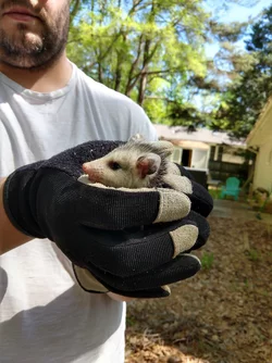 zelda possum.jpg