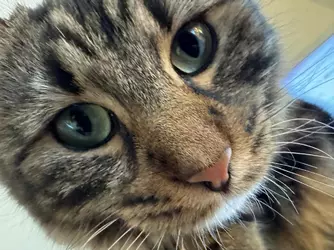 catpost.jpg