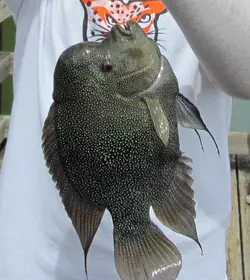 texas cichlid.jpg