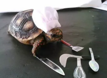 the_chef.png