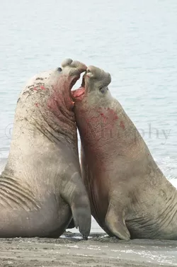ElephantSealsFighting_15826.jpg