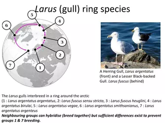 larus-gull-ring-species-l.jpg larus-gull-ring-species-l.jpg
