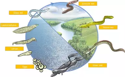 eel-life-cycle-credit-glasaal-volendam.jpg eel-life-cycle-credit-glasaal-volendam.jpg