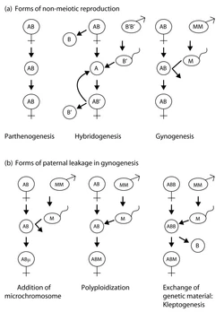 ariations-on-parthenogenesis-a-Schematic-representations-of-forms-of-non-meiotic.jpg ariations-on-parthenogenesis-a-Schematic-representations-of-forms-of-non-meiotic.jpg