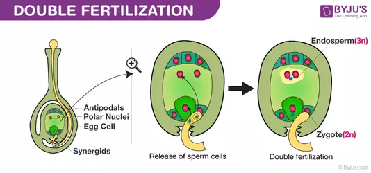 DOUBLE-FERTILIZATION.png DOUBLE-FERTILIZATION.png
